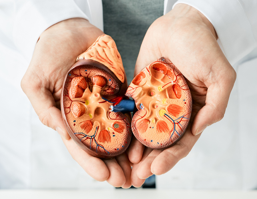Treatment of kidney diseases. Urologist showing an anatomical model of kidney, close-up